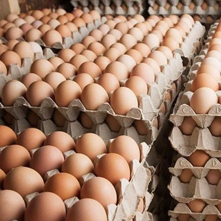 Free-range chickens on a South African farm producing fresh eggs for Midrand Egg Depot